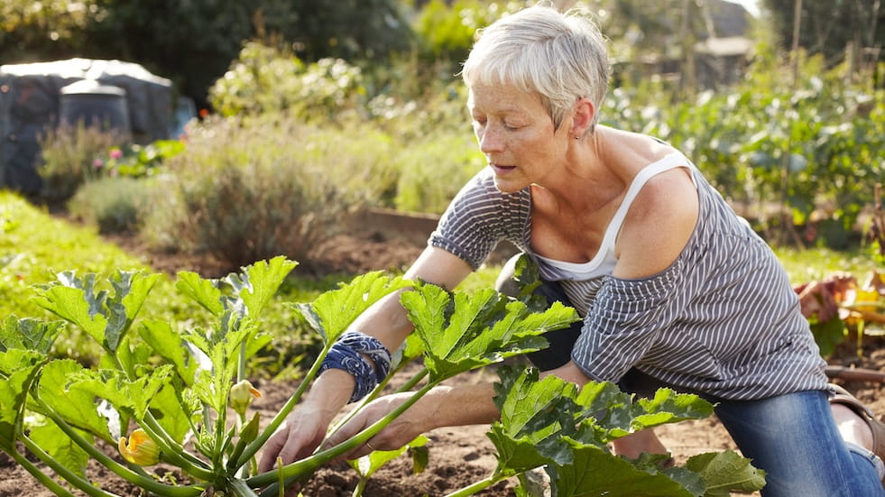 Senior woman tending courgette plant on allotment in late afternoon